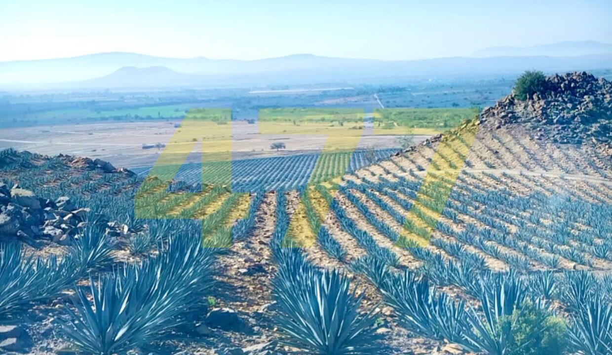 WhatsApp Image 2024-10-24 at 11.20.57 AM (2)