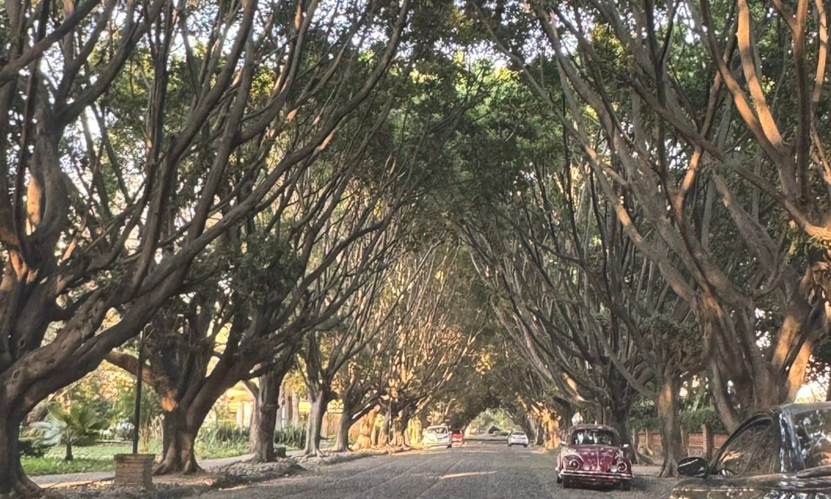 WhatsApp Image 2025-11-25 at 9.59.08 AM